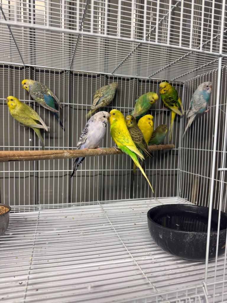 Budgies and zebra finches for sale 