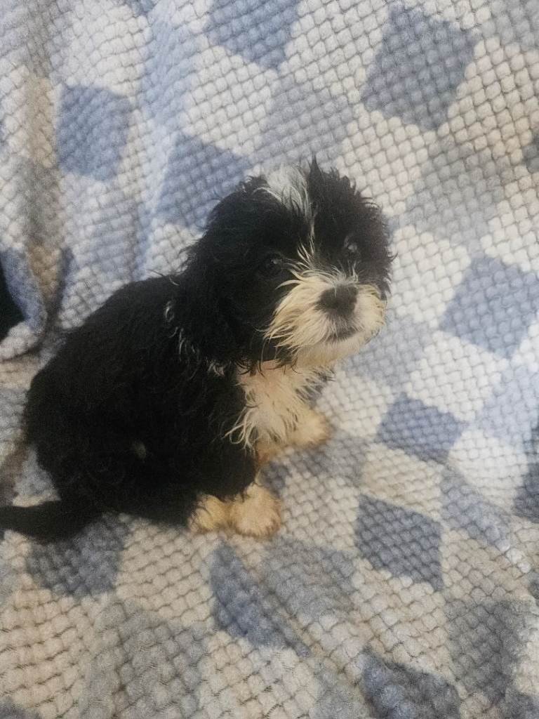 Adorable Westie x Shih Tzu