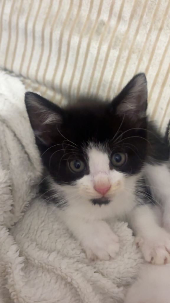 2 healthy kittens looking for forever homes, (price may vary) 