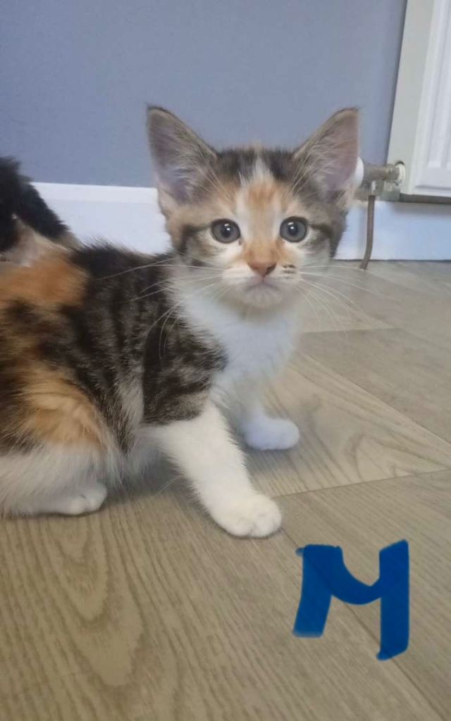 9wk old kittens 