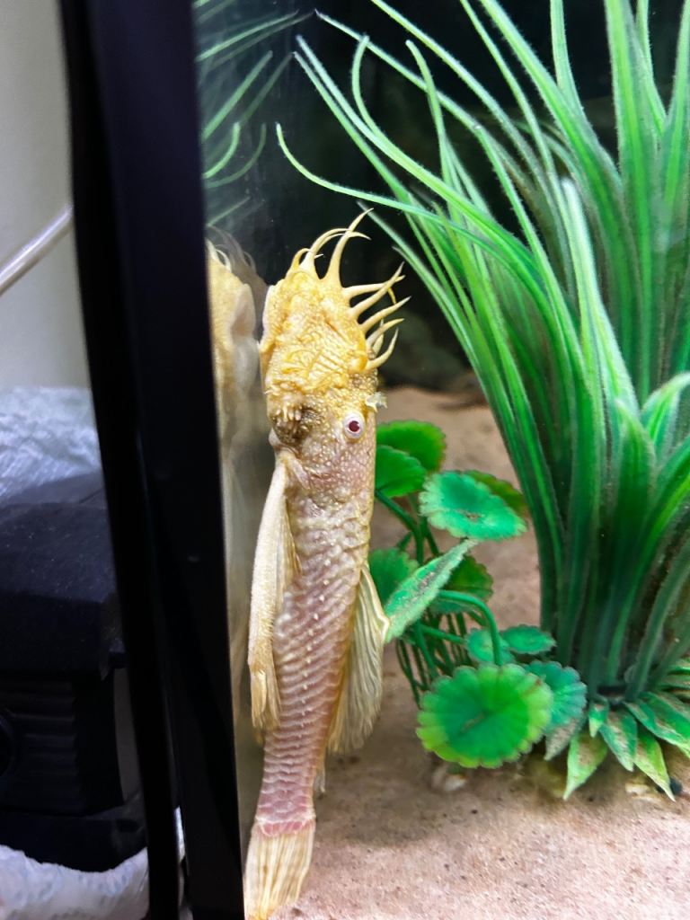 Albino Brittle Nose Pleco  