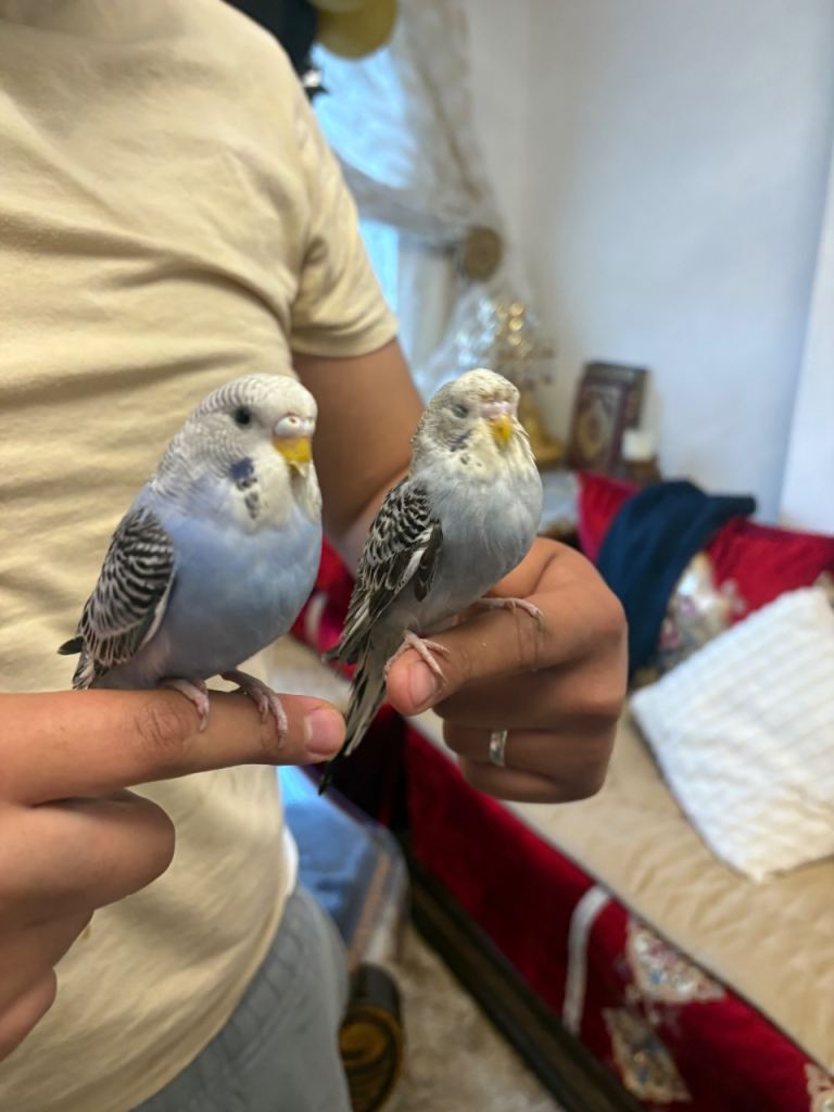 Young Hand-Tame Budgie / Baby Parakeet – Friendly & Healthy