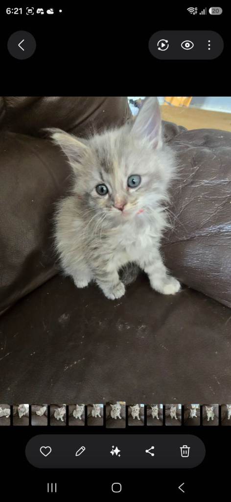 Raggdol cross maincoon