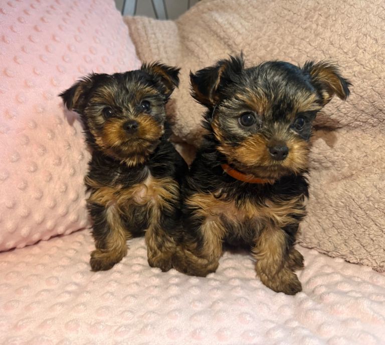 Stunning miniature Yorkshire terrier puppies 