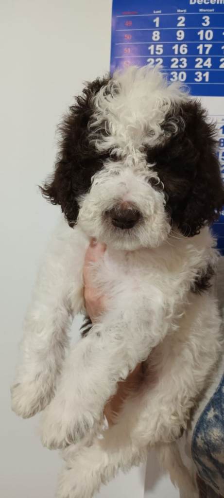 Lagotto Romagnolo Puppies