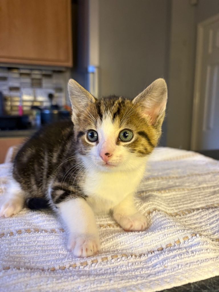 Adorable Kittens Ready for Their New Homes from 15/12/25 – Playful & Loving!