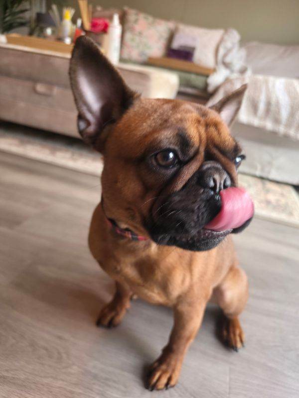 French bulldog, 1yr old
