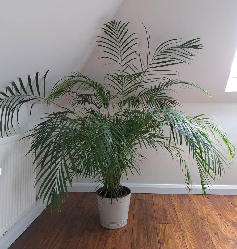 image for A gorgeous giant Areca palm 🏝☀️