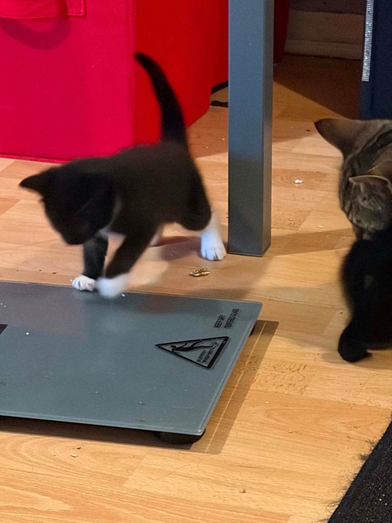 Kittens 