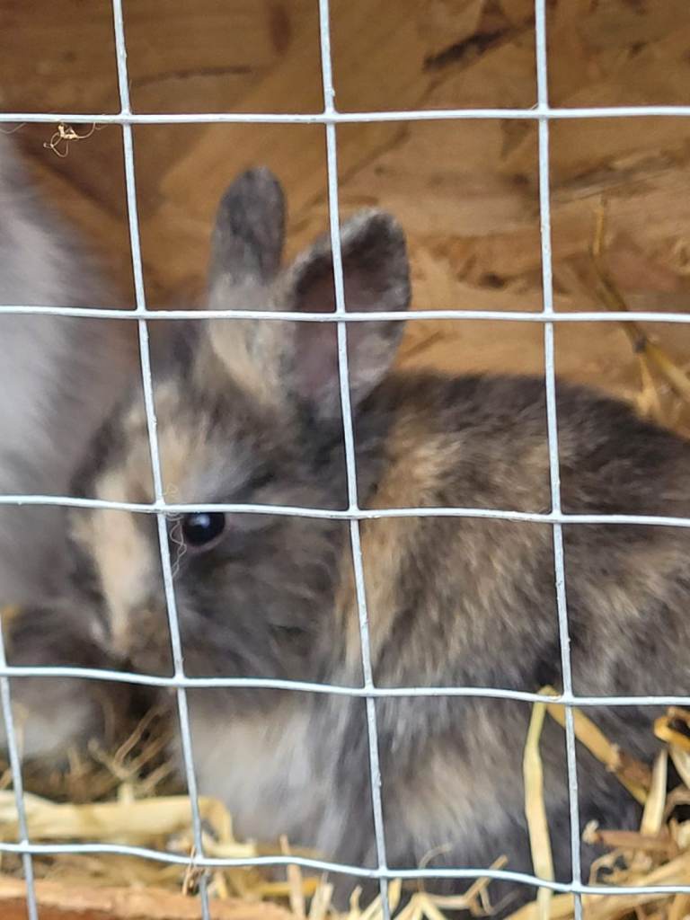 Dwarf lops 