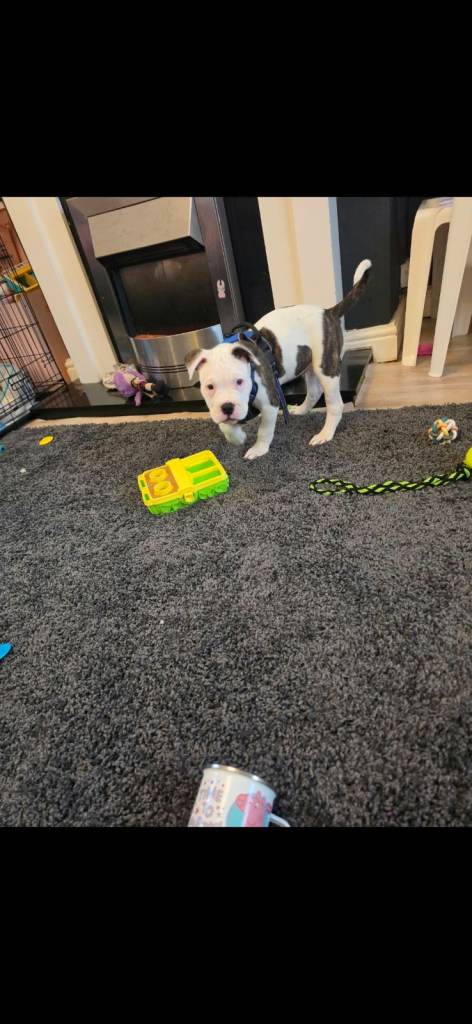 12 week old American bulldog 