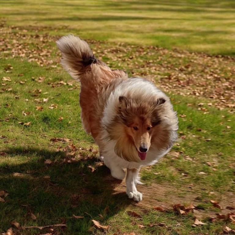 Stunning Rough Collie