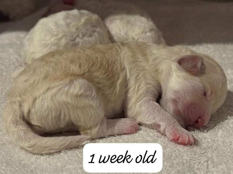 Adorable bichon puppies 