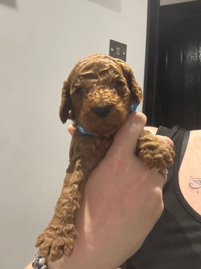 10 F1b cockapoos for sale 2 females left!