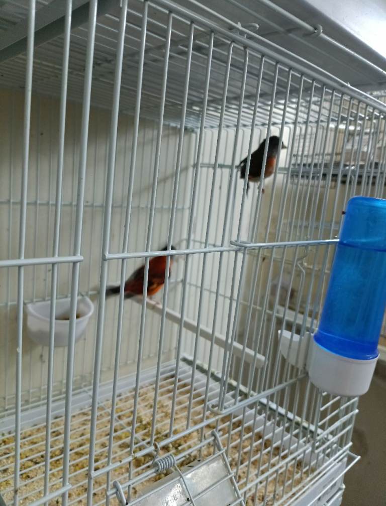 Finches for sale 