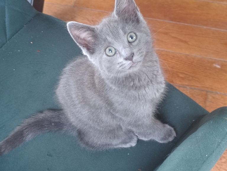 Russian Blue kittens