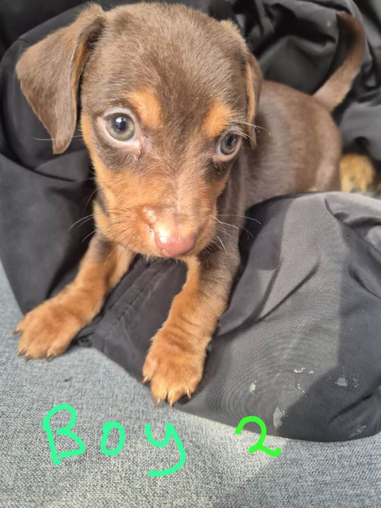 Jack russle X Dachshund 