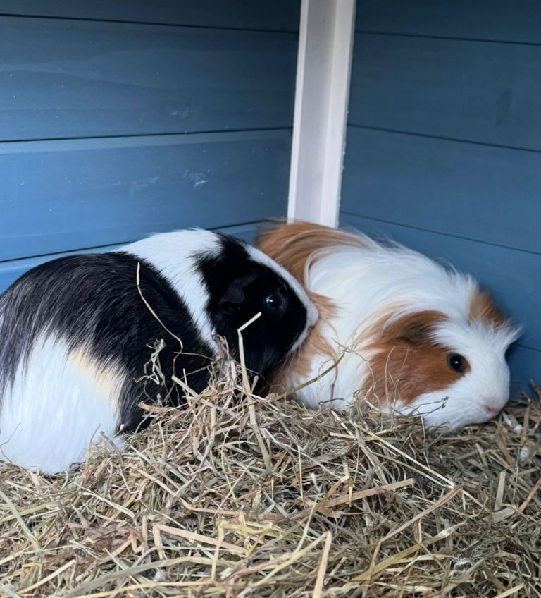 2 guinea pigs 