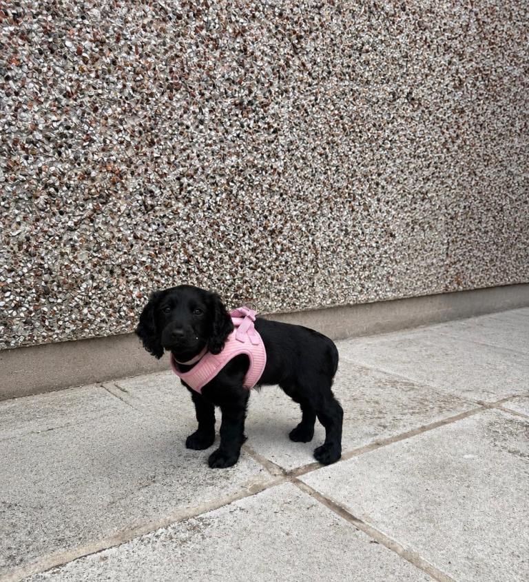 9 Week Old Cocker Spaniel Girl