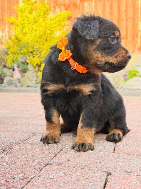 🐾Fluffy Rottweiler Puppies – From Murphy & Kyra🐾