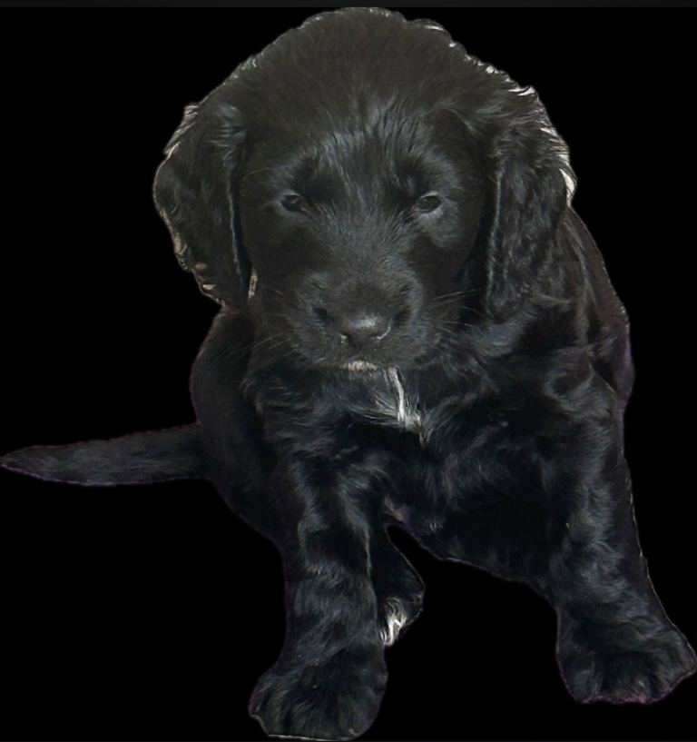 Cocker Spaniel Puppies 