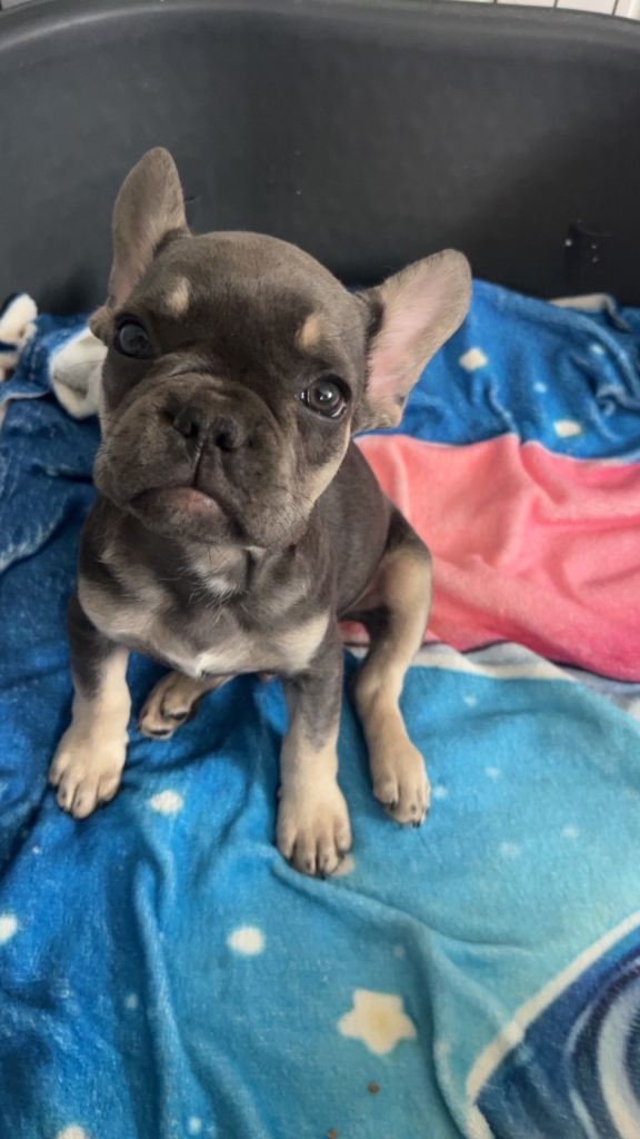 Male frenchie puppy’s 