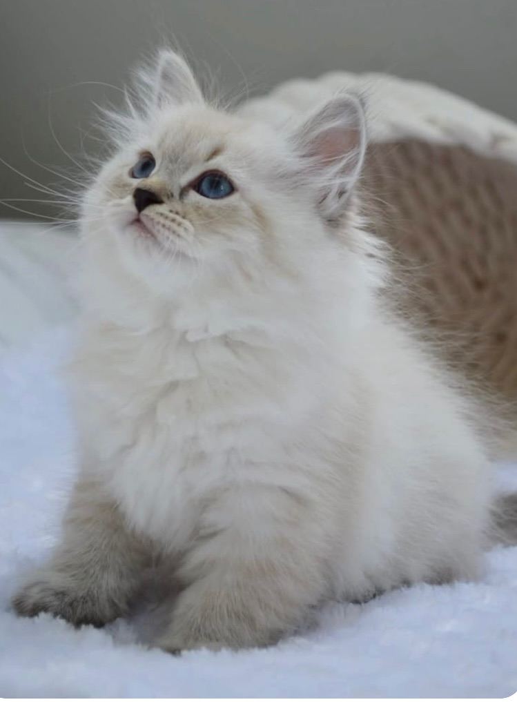 👑✨STUNNING RAGDOLL X 🤍LUXURIOUSLY SOFT FUR CHUNKY 🧸 FACED KITTENS 