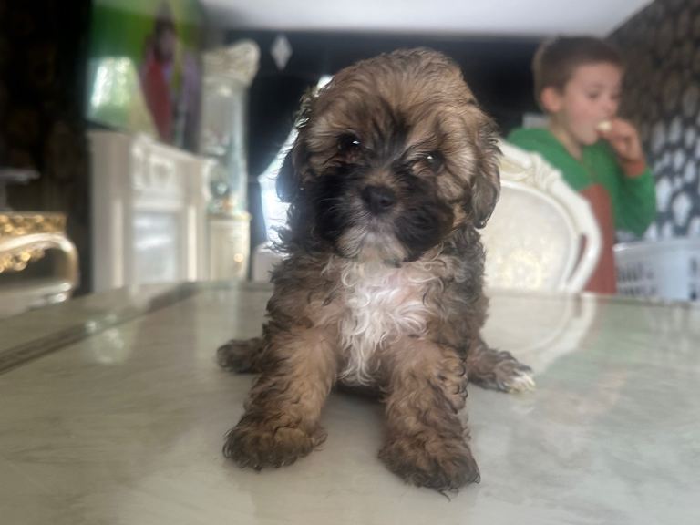 Shihpoo puppy’s 