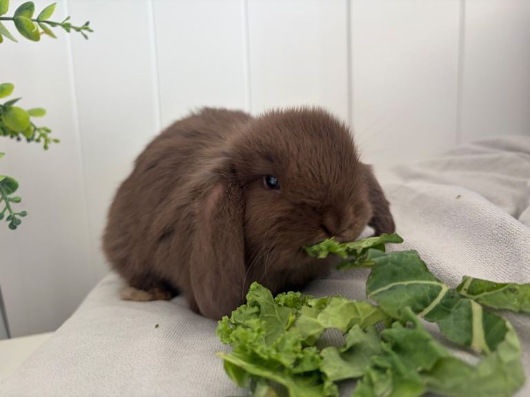 Beautiful fluff Baby bunny’s 