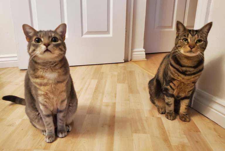 2 Domestic Shorthairs In Need of A Forever Home