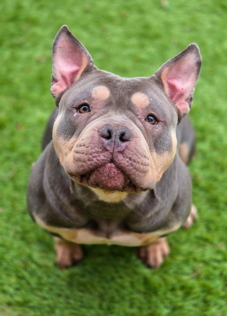 Pocket bully female 