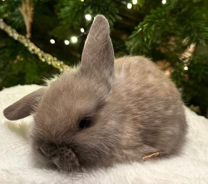 Baby mini lops Halosowen, West Midlands 