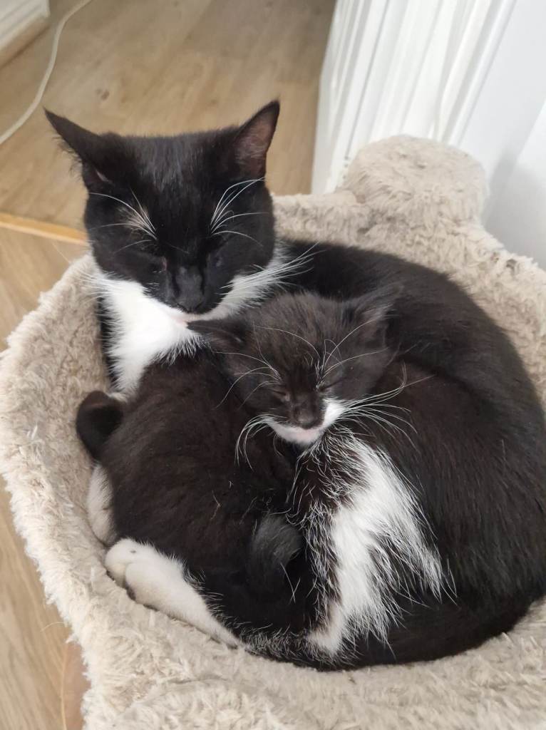 3 Kittens ready on 5th may 2026