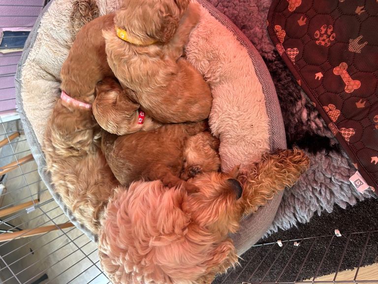 Cockapoo Puppys 