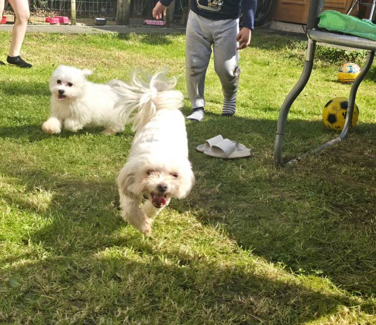 Adorable Maltese puppy 