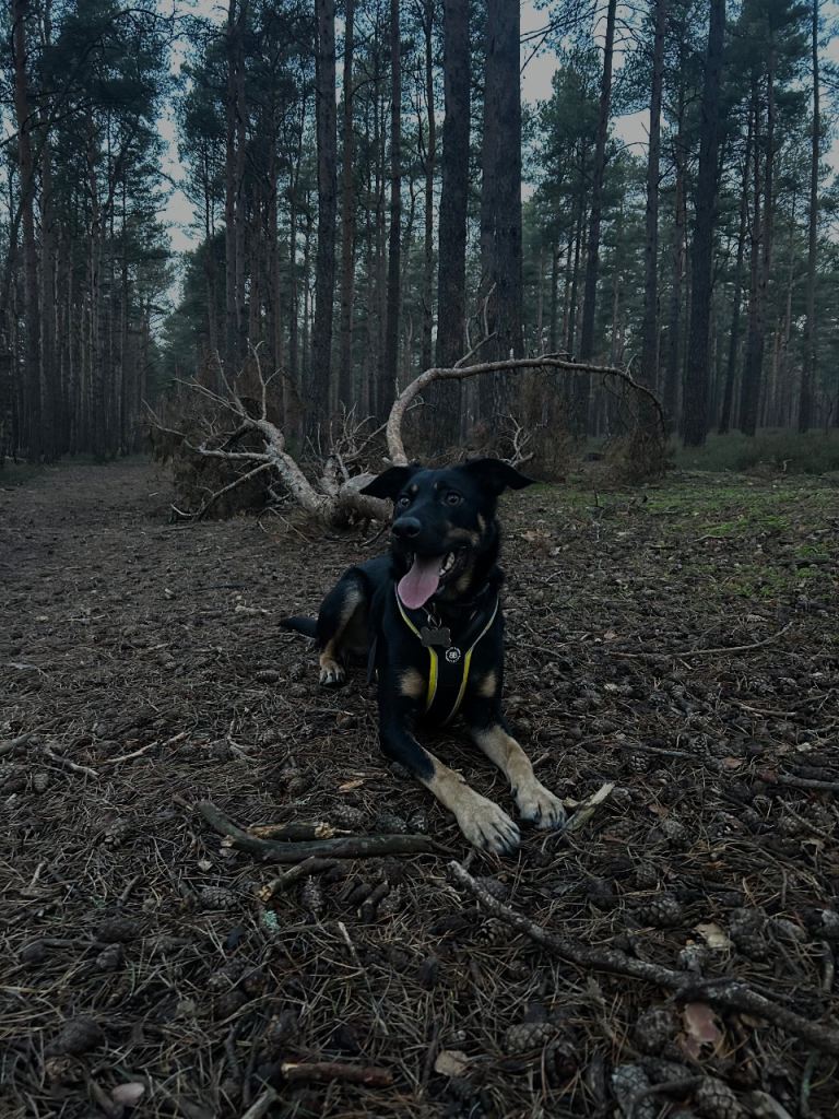 Kal, Australian Kelpie