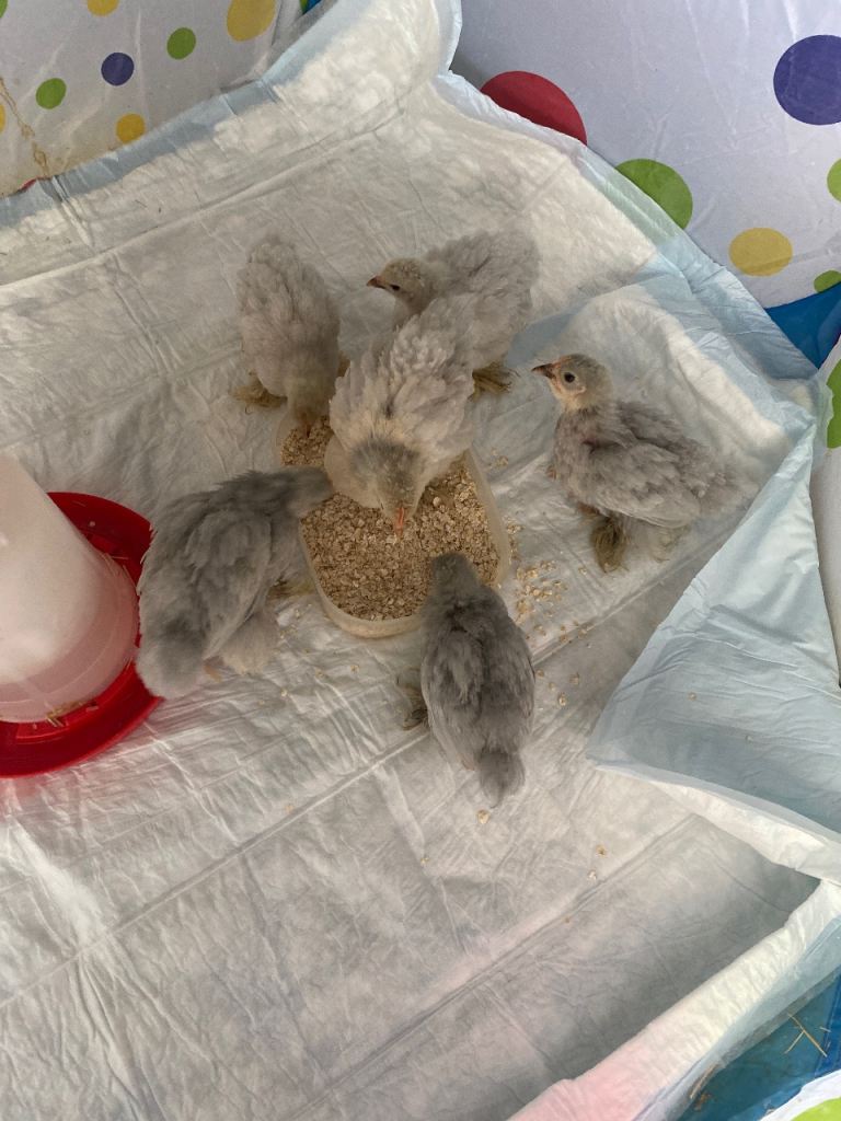Lavender bantam chickens 