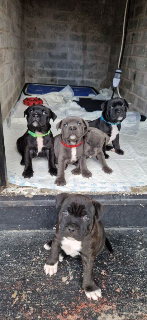 Kc reg Bullstaff pup