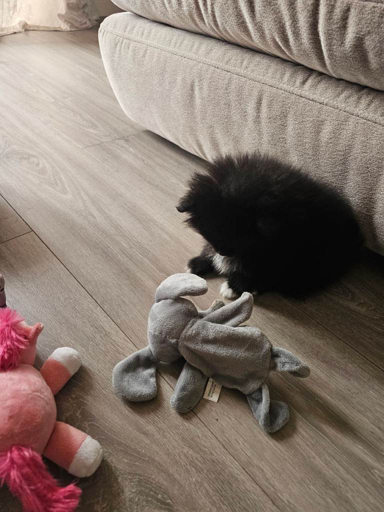 XXS PARTI GORGEOUS POMERANIAN BOY