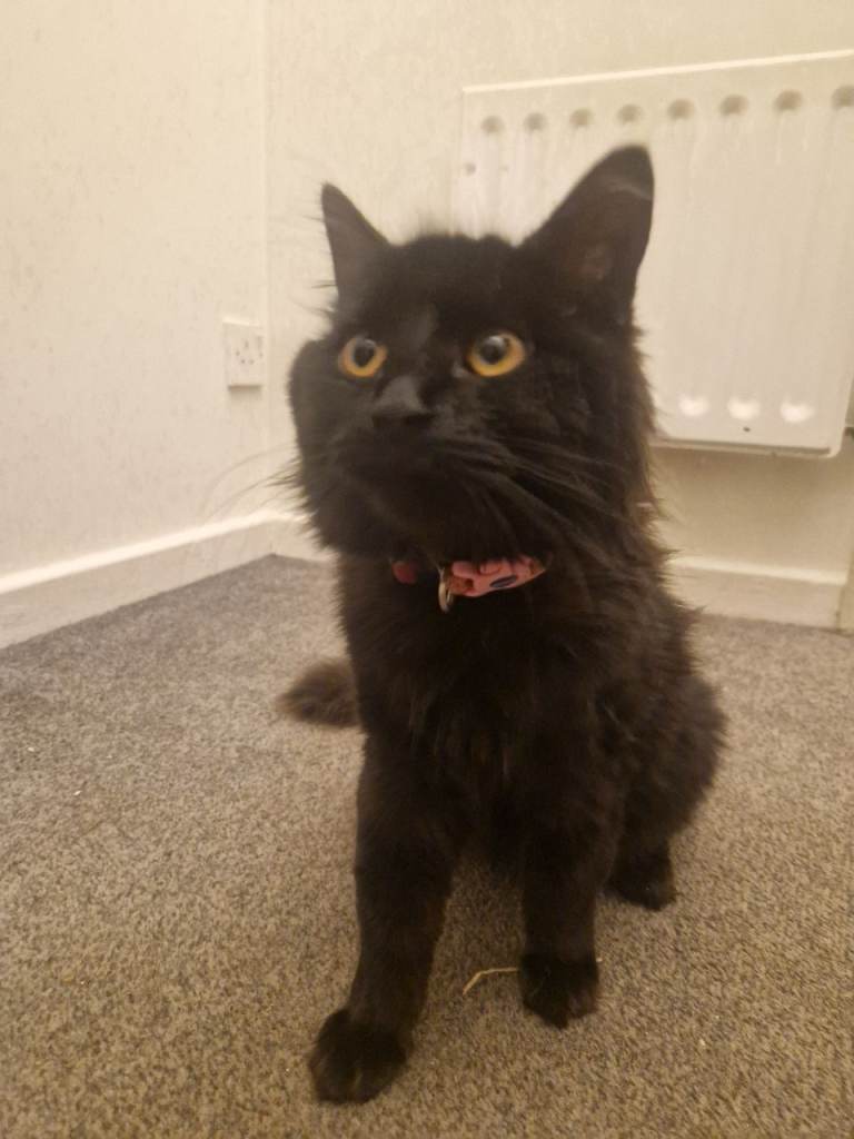Beautiful mixed breed black cat