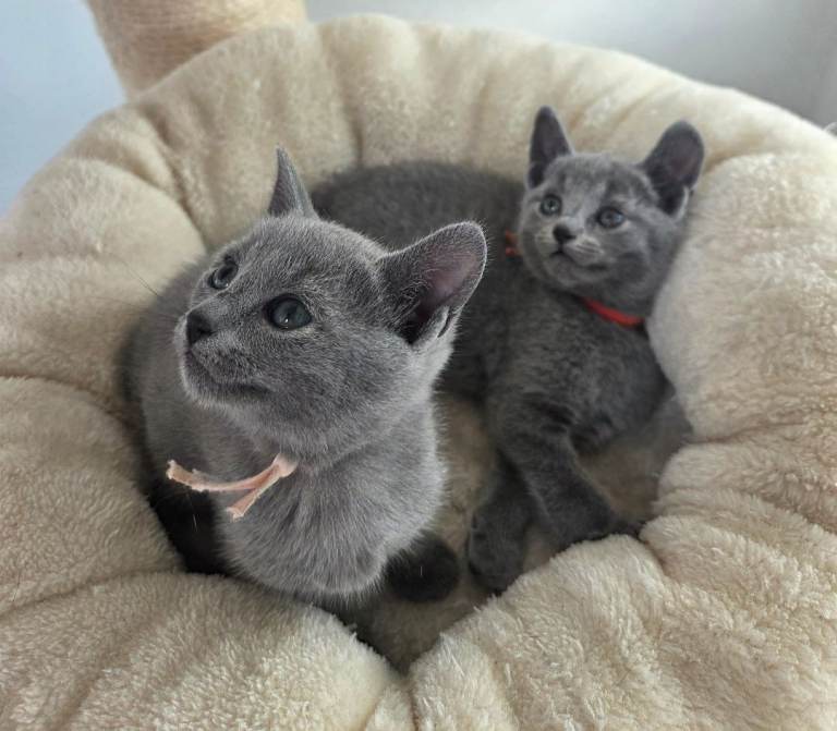 💙 Russian Blue Kittens – Champion Line, TICA