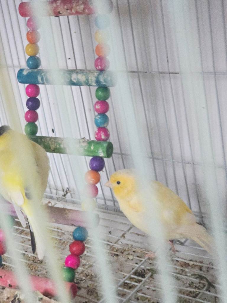 Canarie birds for sale 