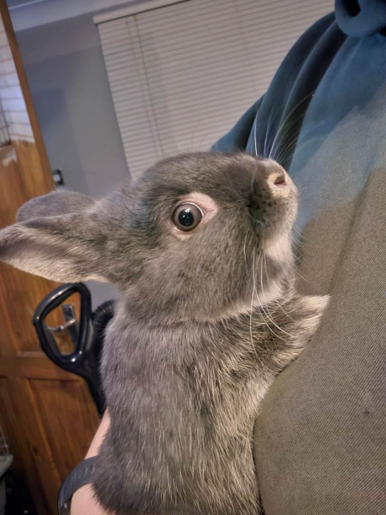 X2 rabbits lop and lionhead