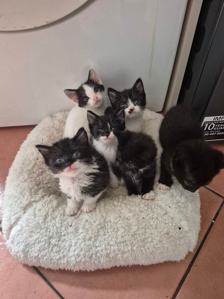 Kittens 