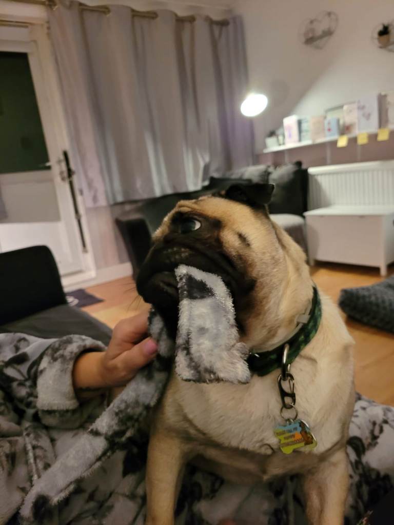 Beautiful male Pug 😍