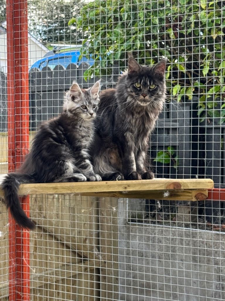 Maine Coon Kittens