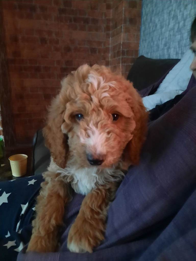 Cockapoo male puppies  4 sale