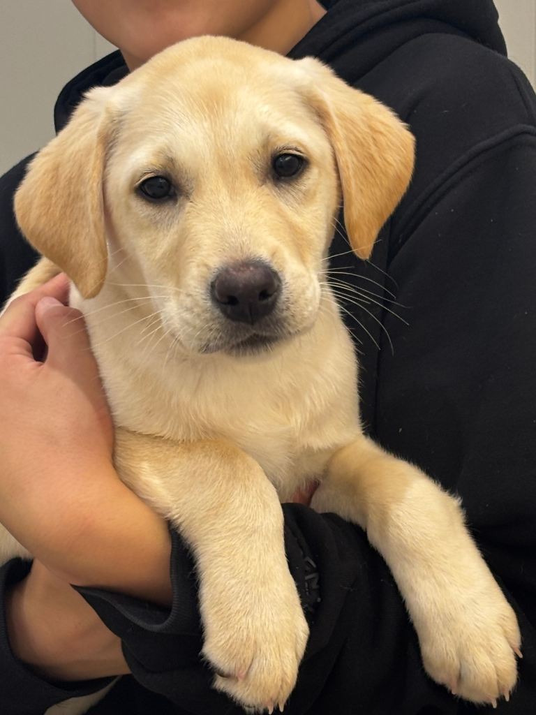 2 x KC registered Labrador puppies 