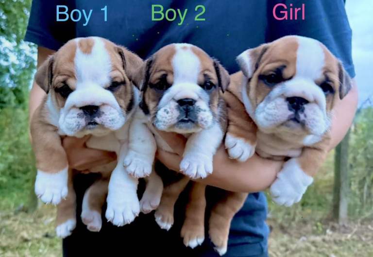 Health Bred KC Reg Bulldogs | BOAS 0 Parents