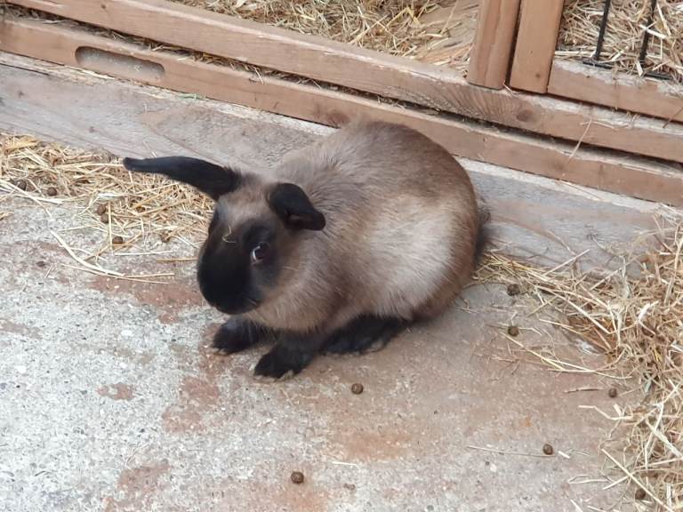 Gorgeous Rabbits for sale - Ready to go - 12 week old babies and 2yr old doe